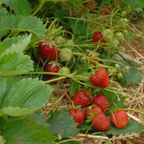 Erdbeeren (Fragaria)  pflege - Ratgeber | GartenHit24.de