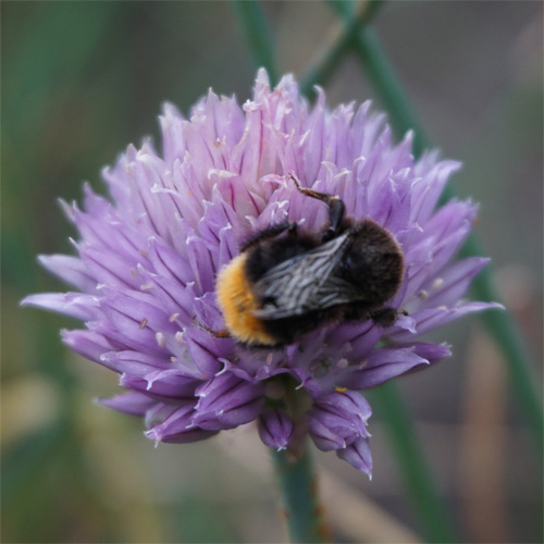 Zierlauch (Allium) pflegen - Ratgeber | GartenHit24.de
