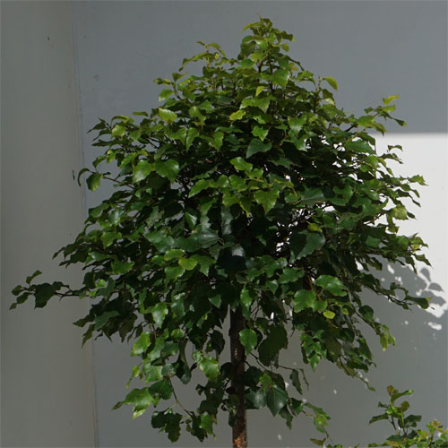 Birke (Betula) pflegen - Tipps & Tricks | GartenHit24