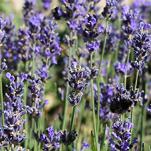 Lavendel pflegen - Ihr Gartenratgeber | GartenHit24.de