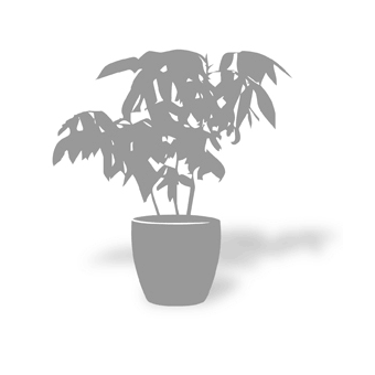 Lobelia sessilifolia