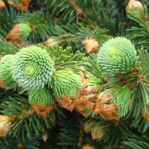 Fichte (Picea) - Fichten (Picea) pflegen - Gartenratgeber | GartenHit24