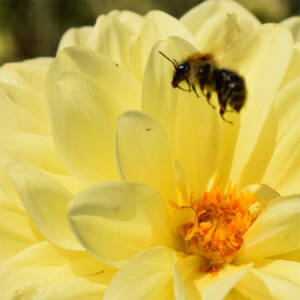 Wildbienen aktiv unterstützen - den Garten abwechslungsreich bepflanzen - Wildbienen unterstützen - Ratgeber  | GartenHit24.de