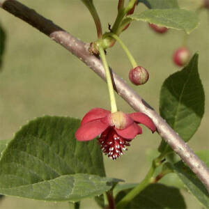 Chinesische Vitalbeere (Schisandra chinensis) - Chinesische Vitalbeere pflegen | GartenHit24.de