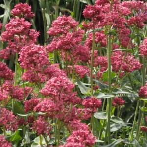 Spornblume (Centranthus ruber) - Spornblumen pflegen | GartenHit24.de&quot;