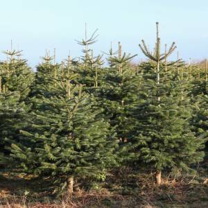 Der Weihnachtsbaum und seine nachhaltigen Alternativen - Weihnachtsbaumalternativen | GartenHit24.de
