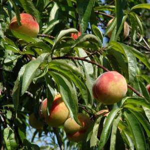 Pfirsich (Prunus persica) - Pfirsich pflegen | GartenHit24.de