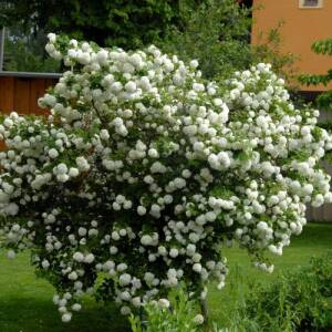 Gewöhnlicher Schneeball (Viburnum opulus) - Gewöhnlicher  Schneeball pflegen | GartenHit24.de