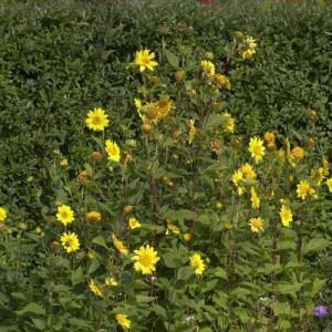 Stauden-Sonnenblume (Helianthus decapetalus) - Stauden-Sonnenblume pflegen | GartenHit24.de