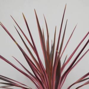 Keulenlilie (Corddyline australis) - Keulelilie pflegen | GartenHit24.de