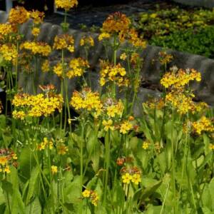 Etagen-Schlüsselblume (Primula bulleyana) - Etagen-Schlüsselblume pflegen | GartenHit24.de