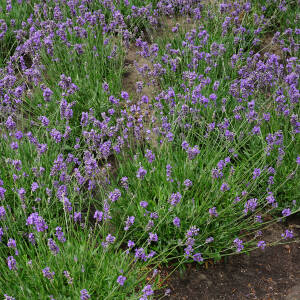 Lavendel vermehren – so geht`s! - Lavendel vermehren – so geht`s!