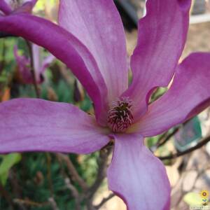 Zauberhafte Magnolien - Zauberhafte Magnolien - Infos &amp; Hinweise | GartenHit24