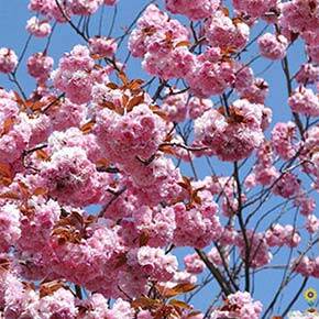 Frühlingszeit ist Blütenzeit - Frühlingszeit ist Blütenzeit - Ratgeber | GartenHit24