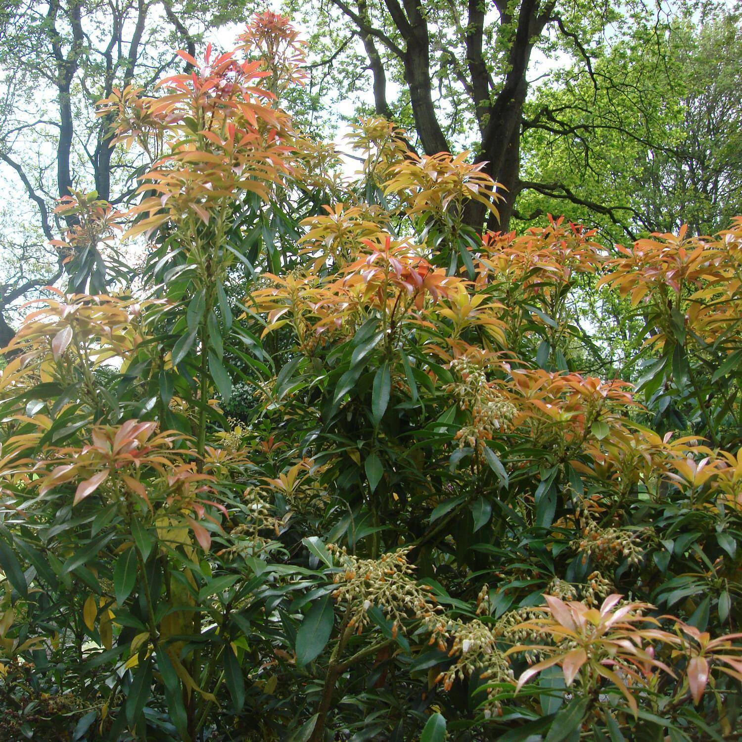 Kategorie <b>Laubbäume </b> - Schattenglöckchen 'Forest Flame' - Pieris japonica 'Forest Flame'