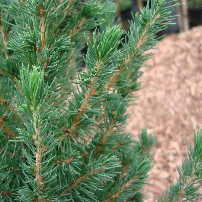 Picea glauca Conica C 20 100-125 cm