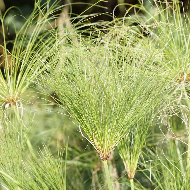 Cyperus papyrus Nofretete