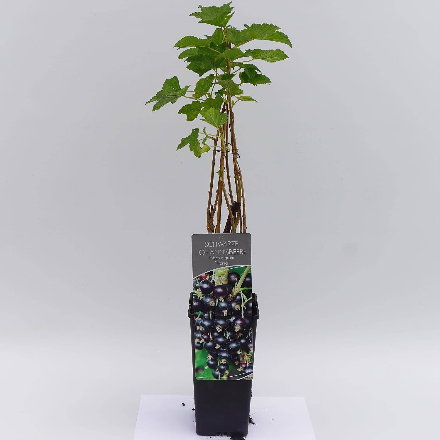 Kategorie <b>Obst </b> - Schwarze Johannisbeere 'Titania' - Ribes nigrum 'Titania'
