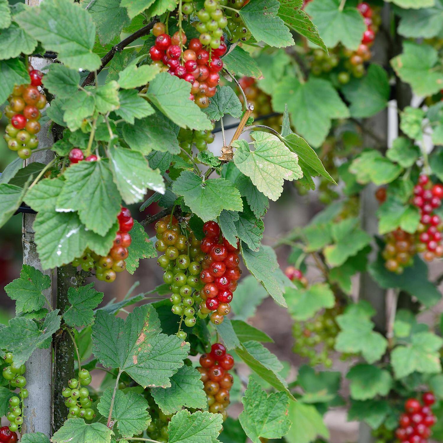 Kategorie <b>Obst </b> - Rote Johannisbeere 'Rovada' - Ribes rubrum 'Rovada'