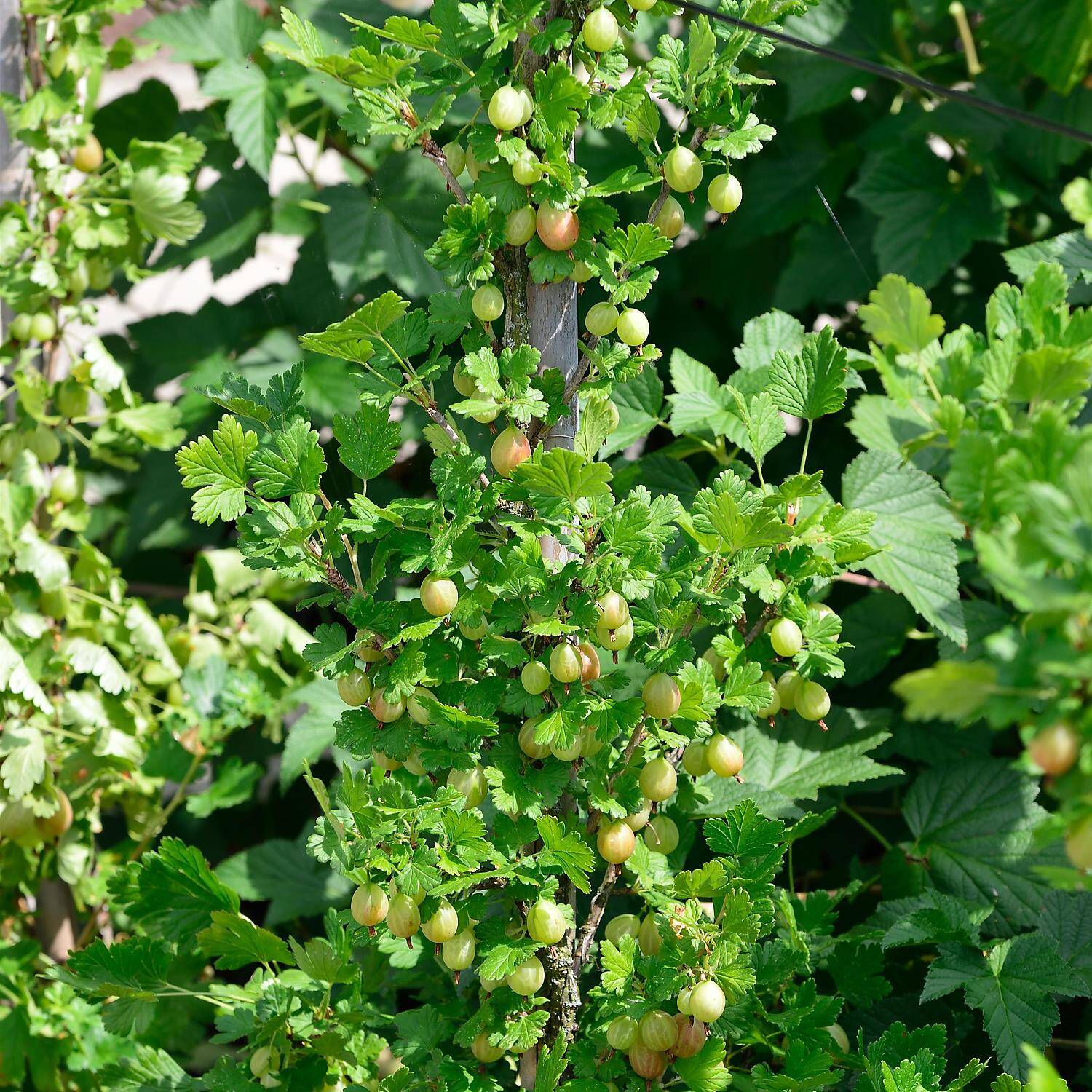 Kategorie <b>Obst </b> - Stachelarme Stachelbeere 'Captivator' - Ribes uva-crispa 'Captivator'