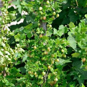 Ribes uva-crispa Captivator