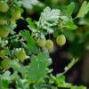 Ribes uva-crispa Captivator