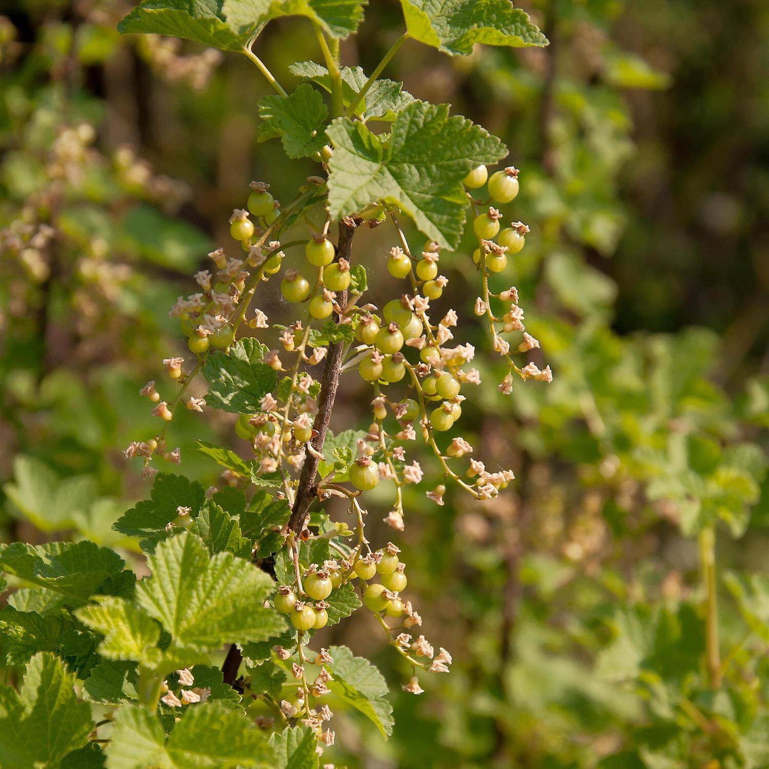 Kategorie <b>Obst </b> - Stachelbeere 'Hinnonmäki rot' - Ribes uva-crispa 'Hinnonmäki rot'