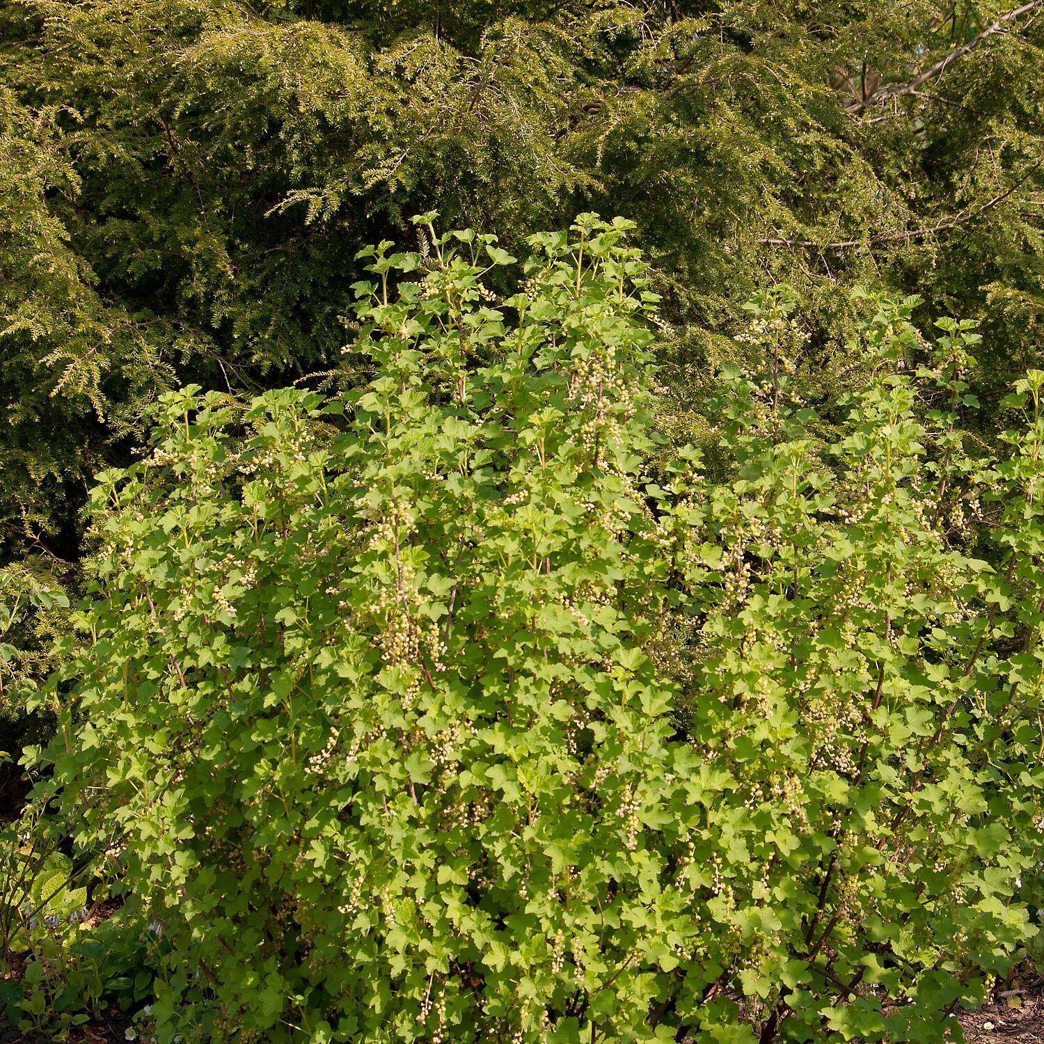 Stachelbeere \'Hinnonmäki rot\' - Ribes uva-crispa