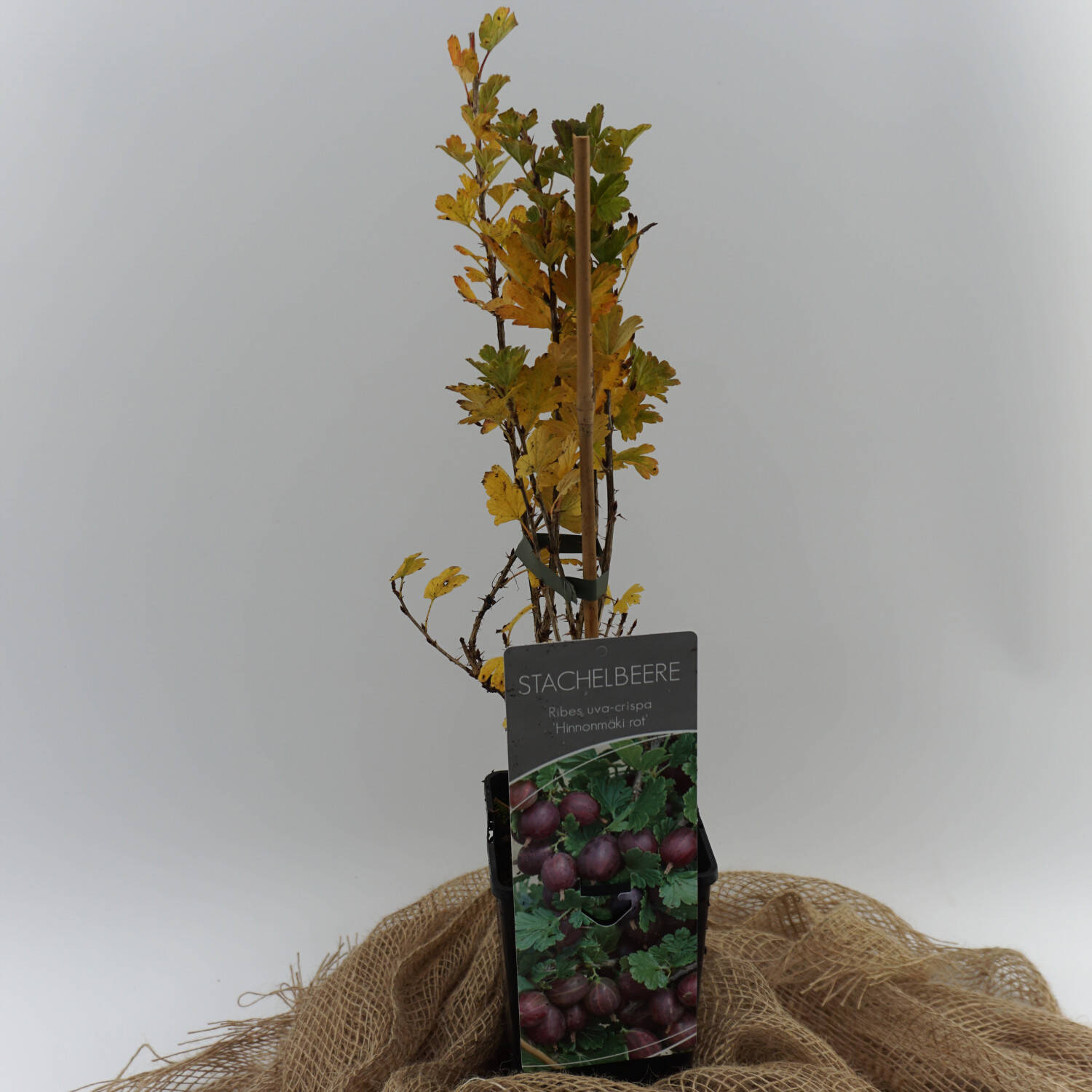Stachelbeere \'Hinnonmäki rot\' - Ribes uva-crispa