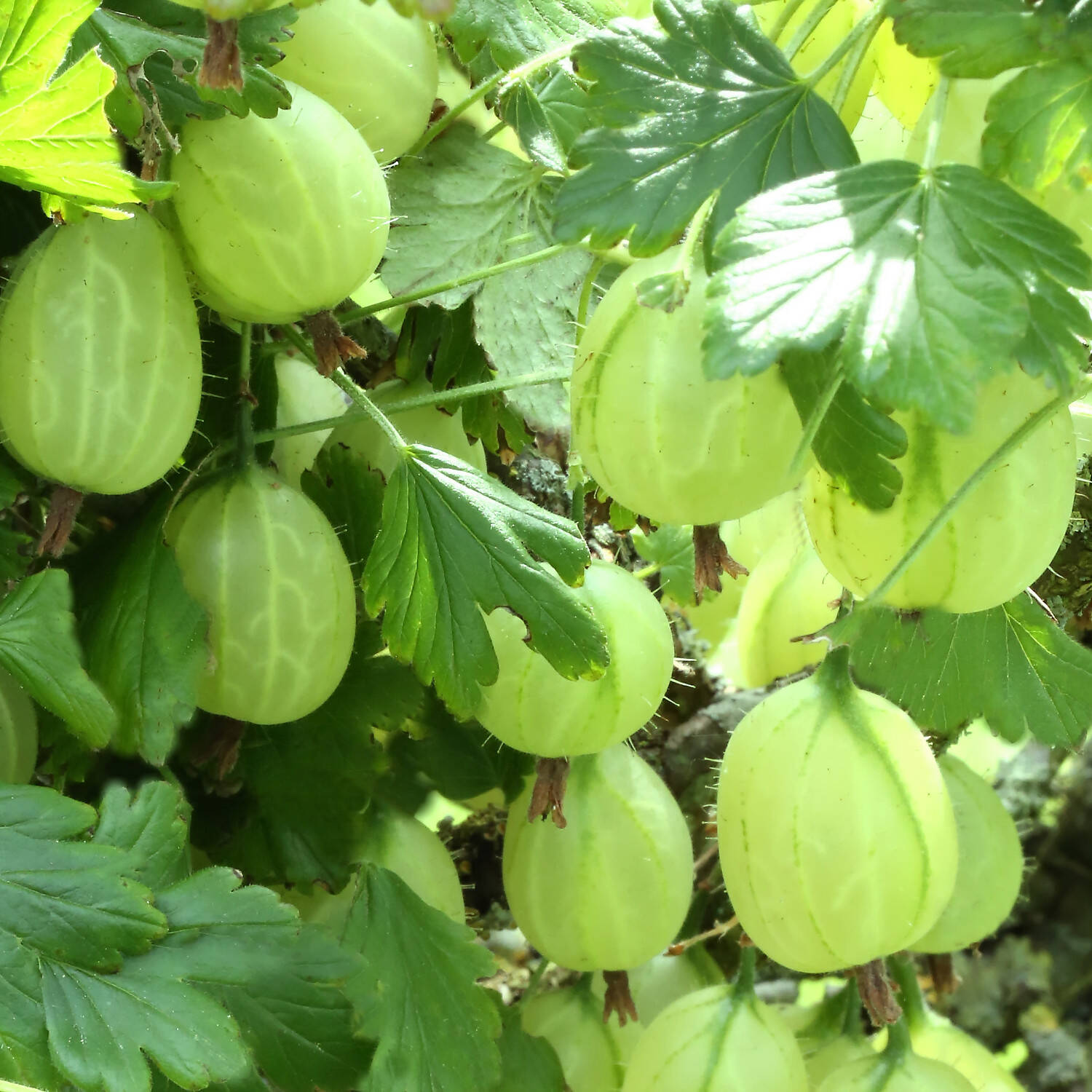 Kategorie <b>Obst </b> - Stachelbeere 'Hinnonmäki grün' - Ribes uva-crispa 'Hinnonmäki grün'