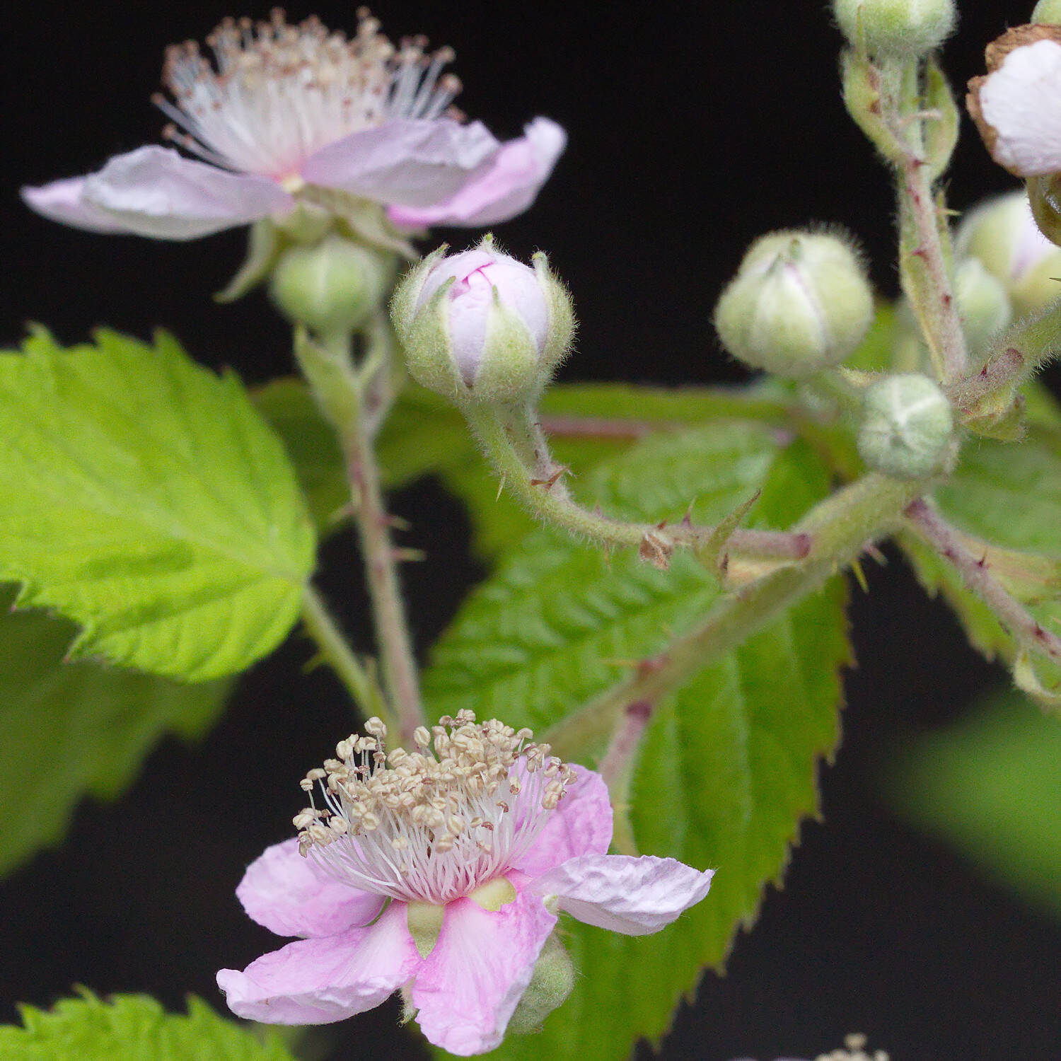 Kategorie <b>Obst </b> - Brombeere 'Theodor Reimers' - Rubus fruticosus 'Theodor Reimers'