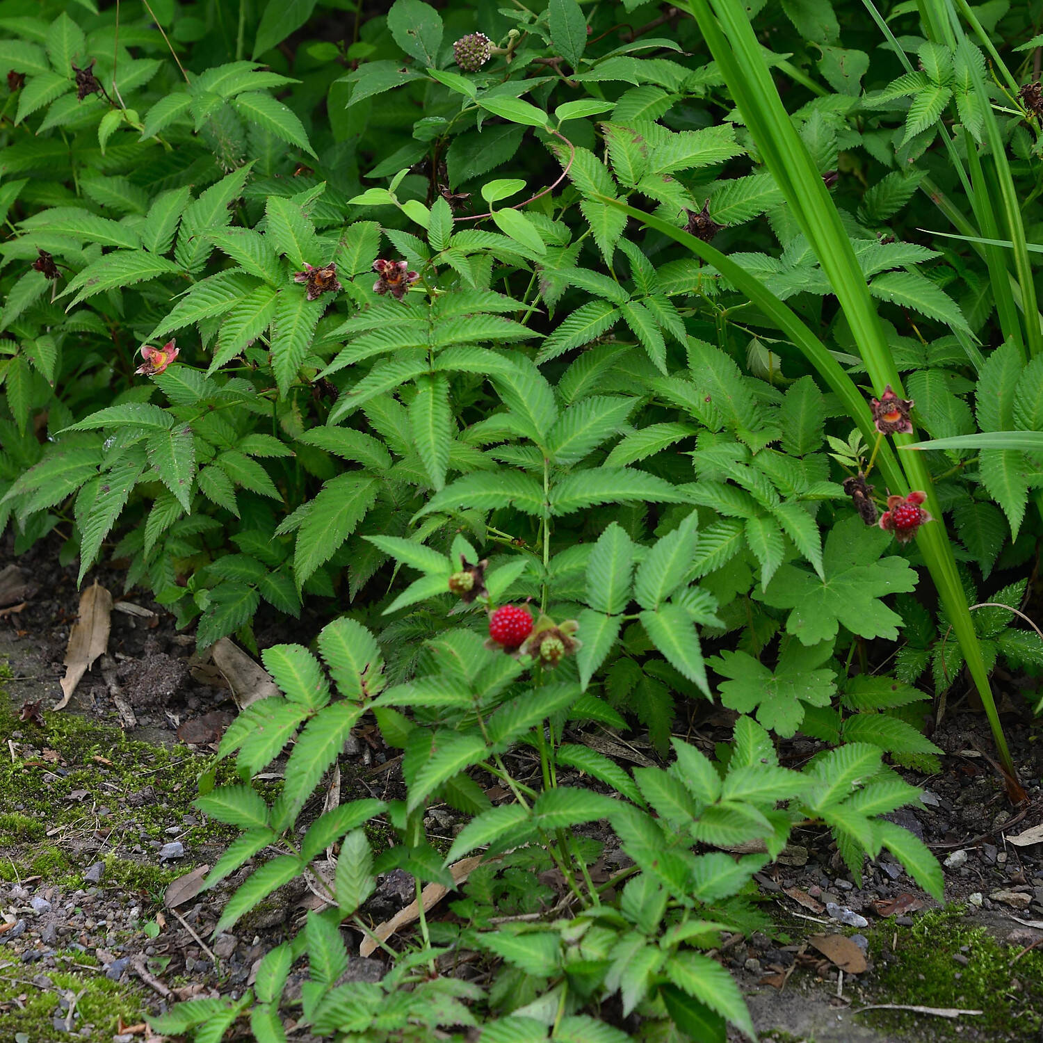 Kategorie <b>Obst </b> - Erdbeerhimbeere - Rubus illecebrosus