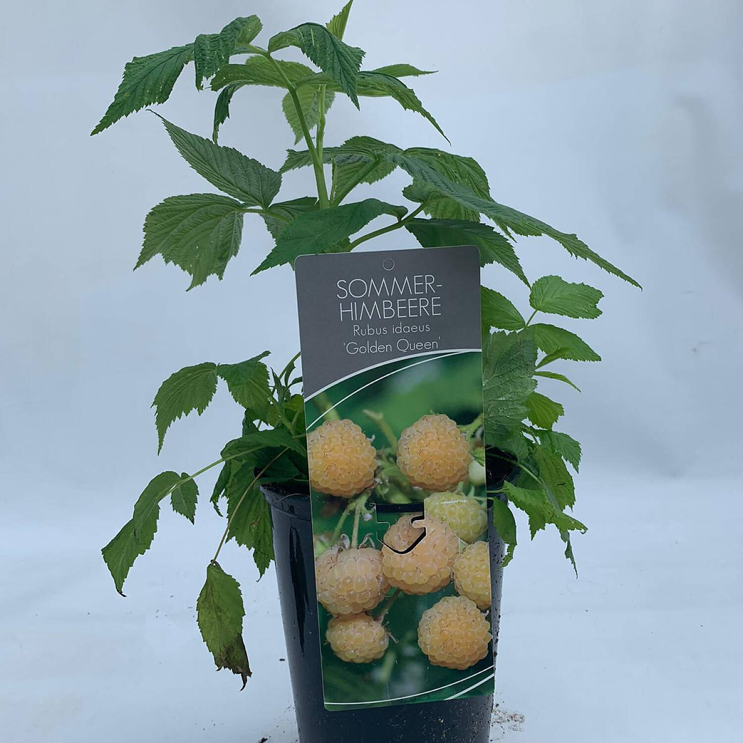 Kategorie <b>Obst </b> - Himbeere 'Golden Queen' ® - Rubus idaeus 'Golden Queen' ®