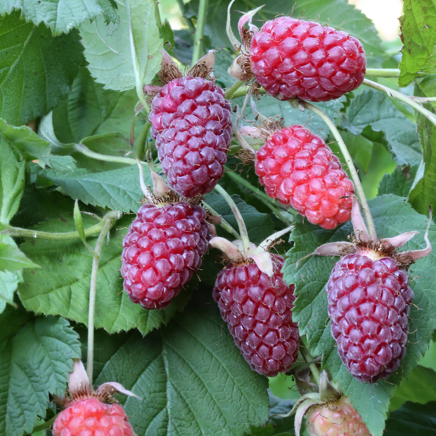 Kategorie <b>Obst </b> - Brombeere 'Tayberry Medana' - Rubus 'Tayberry Medana' ®