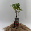 Rubus idaeus Malling Promise C 2 30-40 cm