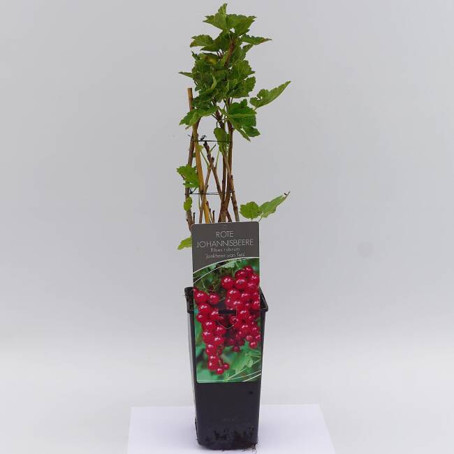 Ribes rubrum Jonkheer van Tets C 2 30-40 cm