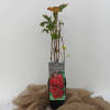Ribes rubrum Rovada C 2 30-40 cm