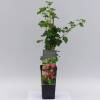Ribes uva-crispa Captivator C 2 30-40 cm