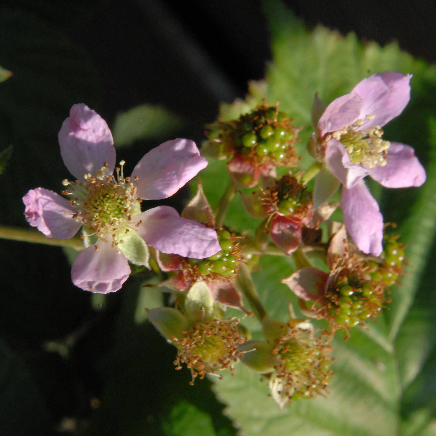 Kategorie <b>Obst </b> - Brombeere 'Chester Thornless' - Rubus fruticosus 'Chester Thornless'