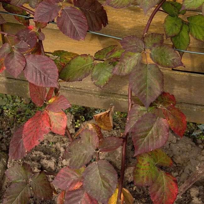 Rubus fruticosus Chester Thornless C 2 30-40 cm