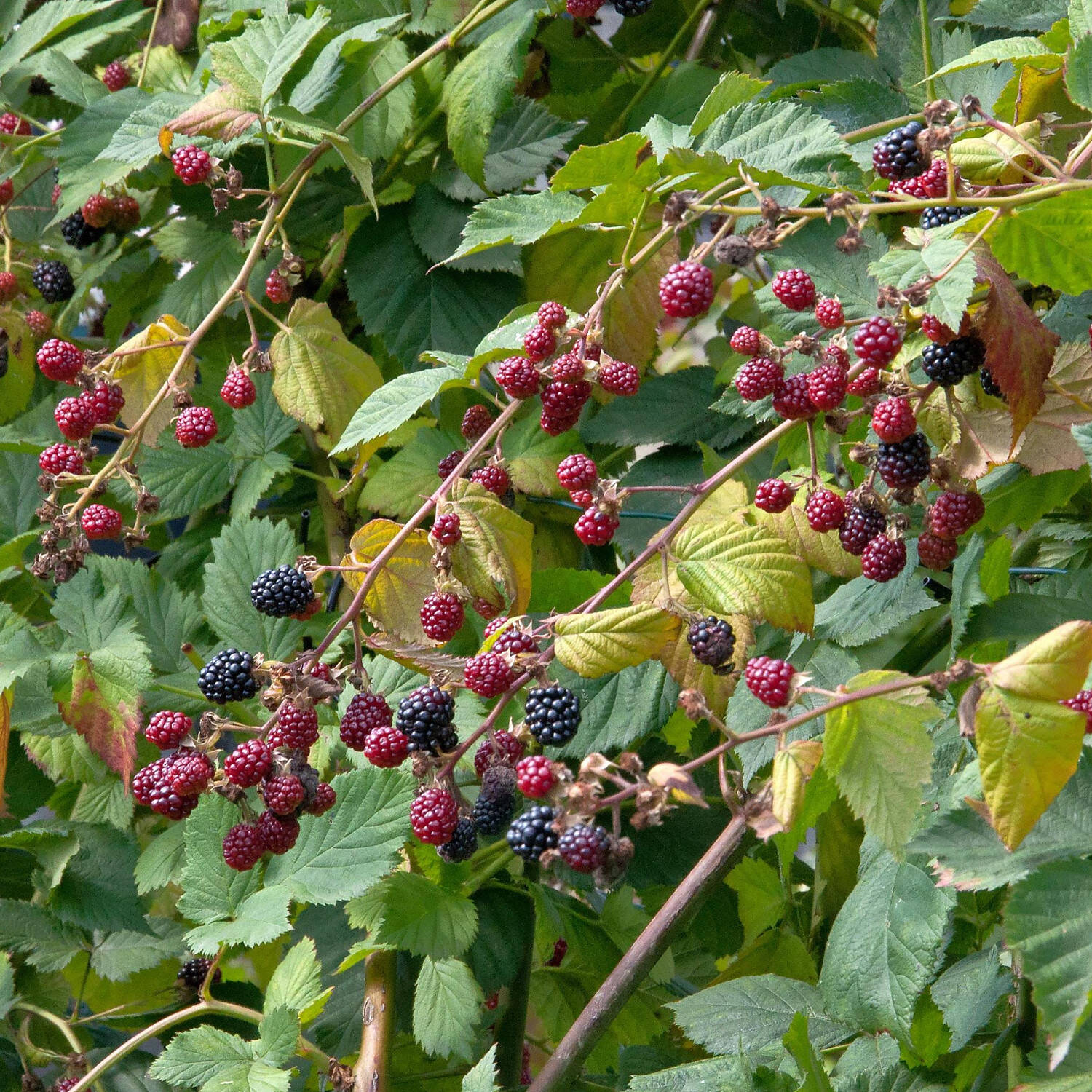 Kategorie <b>Obst </b> - Brombeere 'Thornless Evergreen' - Rubus fruticosus 'Thornless Evergreen'