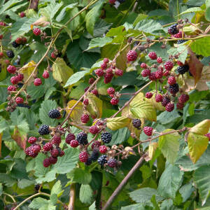 Rubus fruticosus Thornless Evergreen