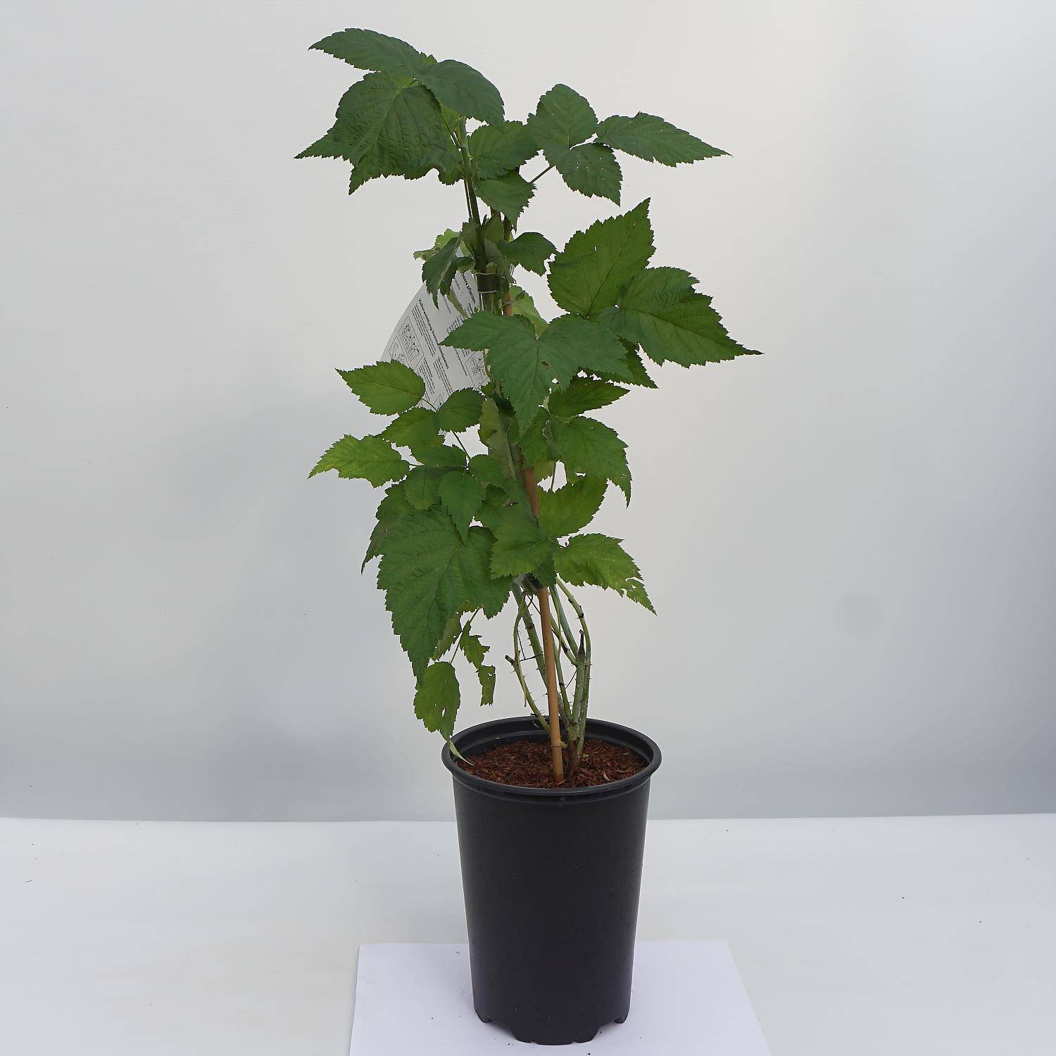 Kategorie <b>Obst </b> - Himbeere 'Black Jewel' - Rubus idaeus 'Black Jewel'