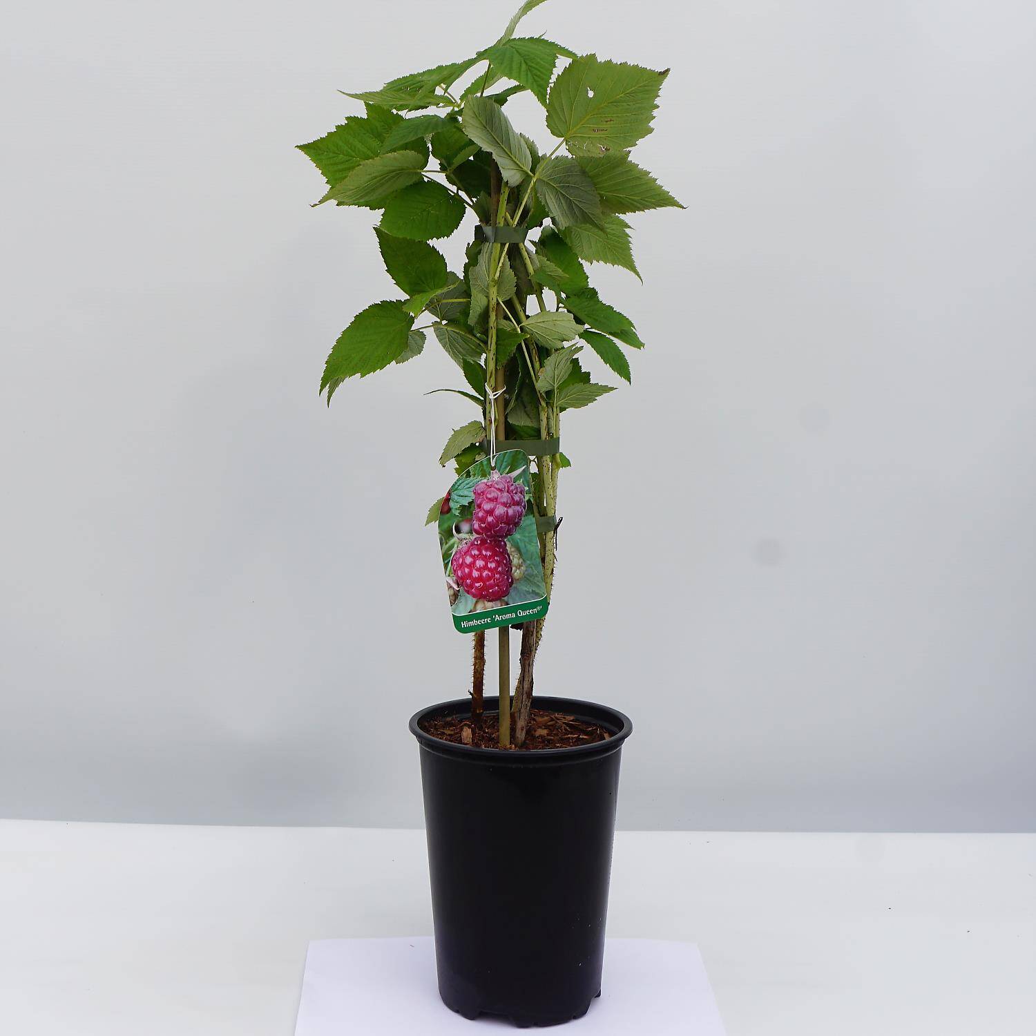 Kategorie <b>Obst </b> - Himbeere 'Aroma Queen' ® - Rubus idaeus 'Aroma Queen' ®