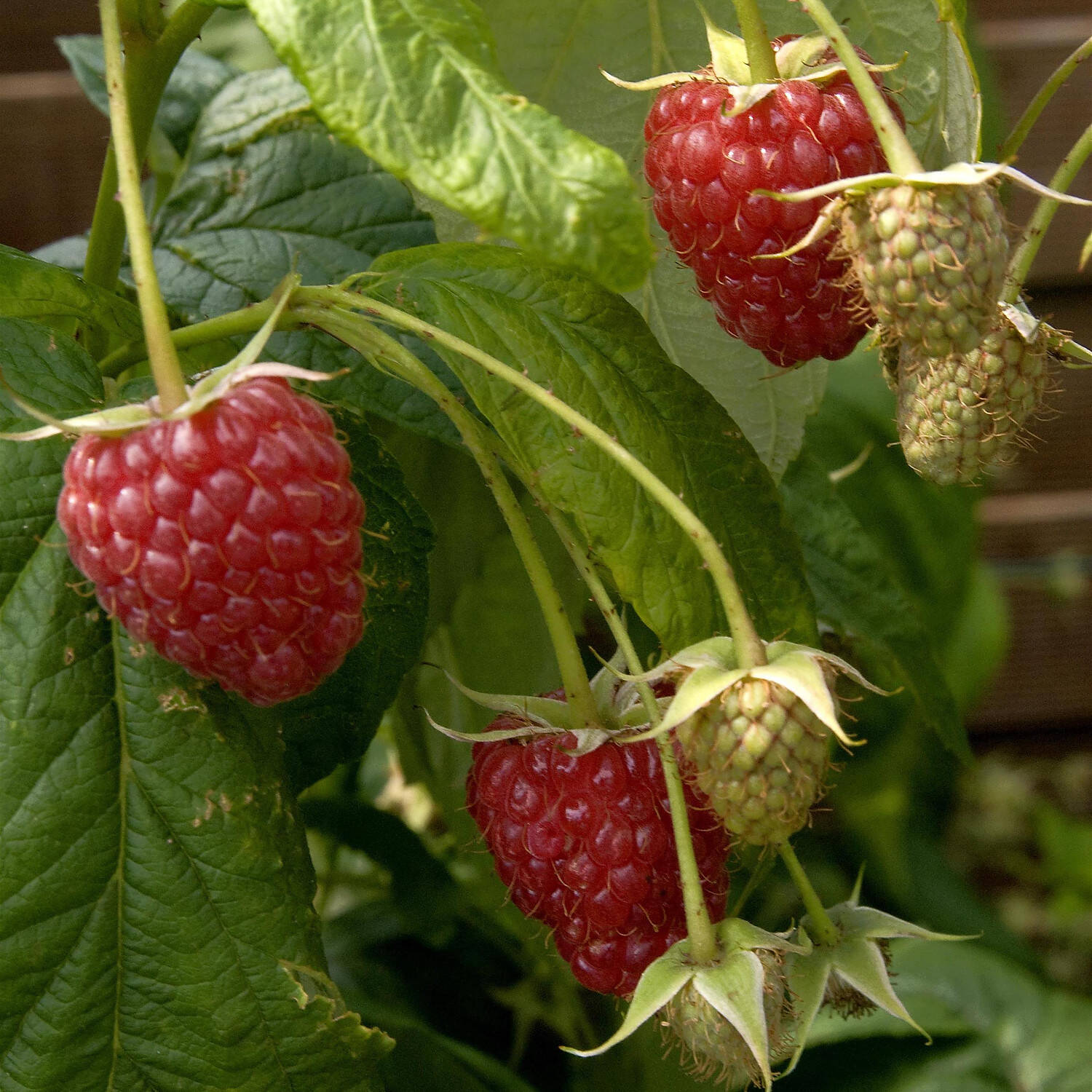 Kategorie <b>Obst </b> - Himbeere 'Polka' ® - Rubus idaeus 'Polka' ®