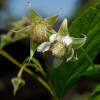Rubus idaeus Polka ®