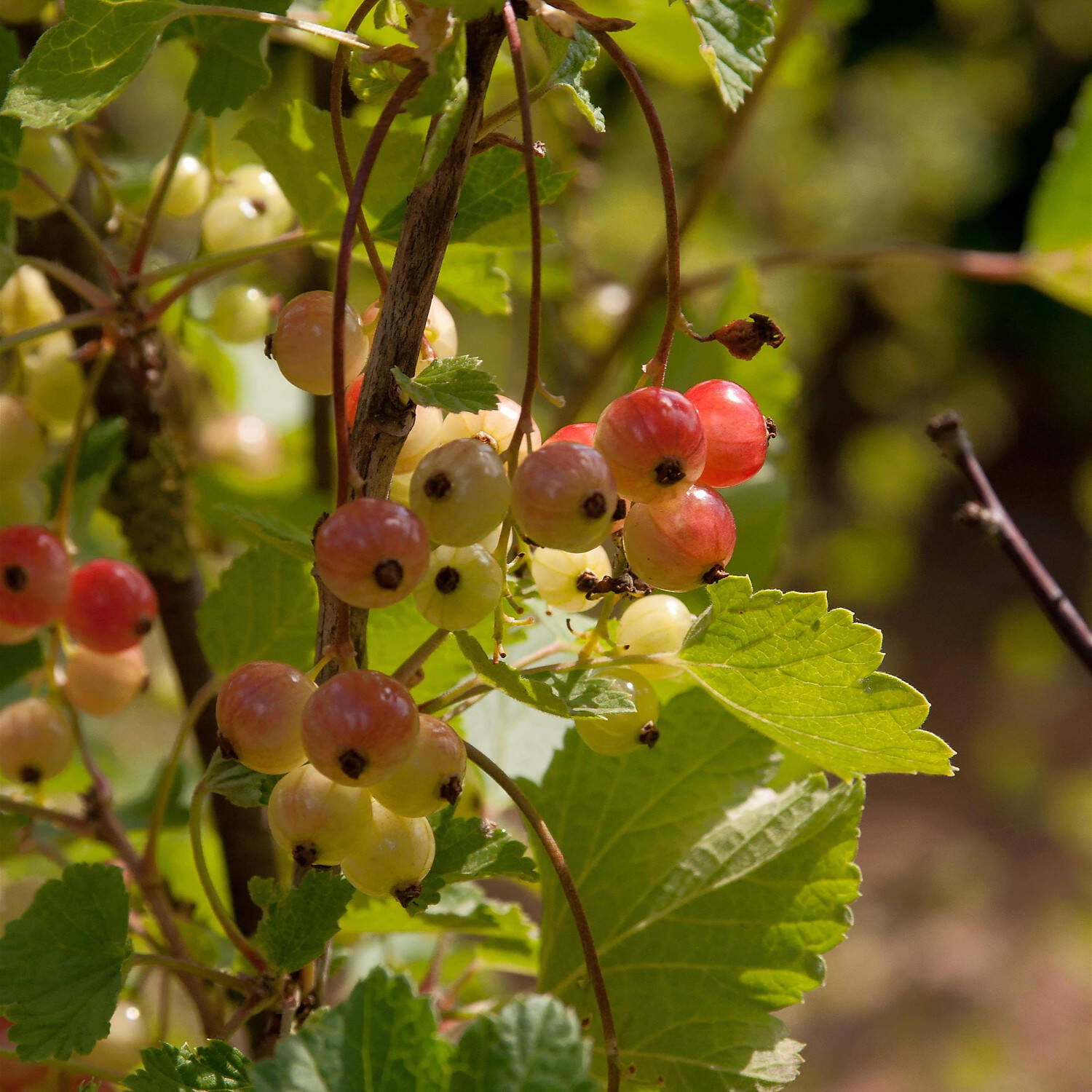 Kategorie <b>Obst </b> - Rote Johannisbeere 'Rolan' - Ribes rubrum 'Rolan'