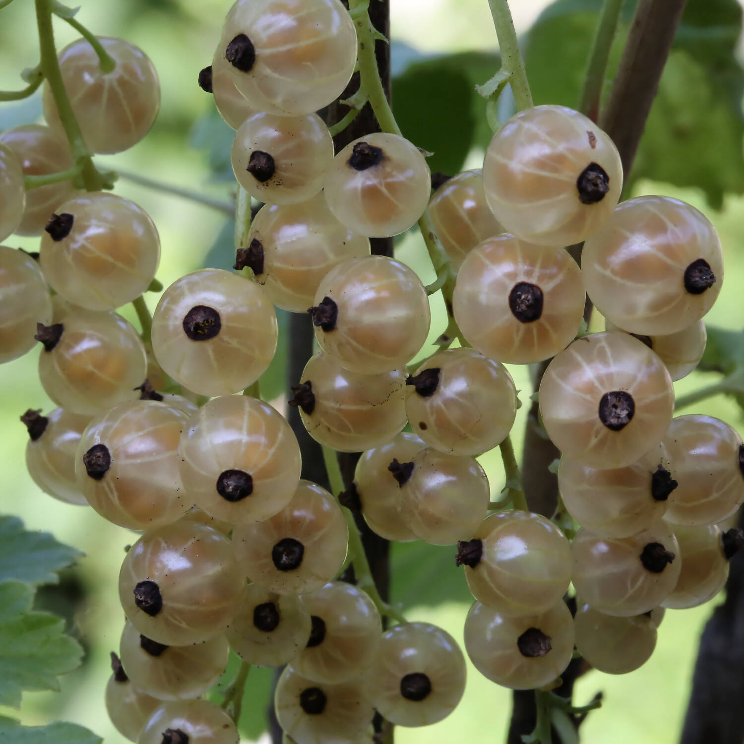 Kategorie <b>Obst </b> - Weiße Johannisbeere 'Blanka' - Ribes sativa 'Blanka'