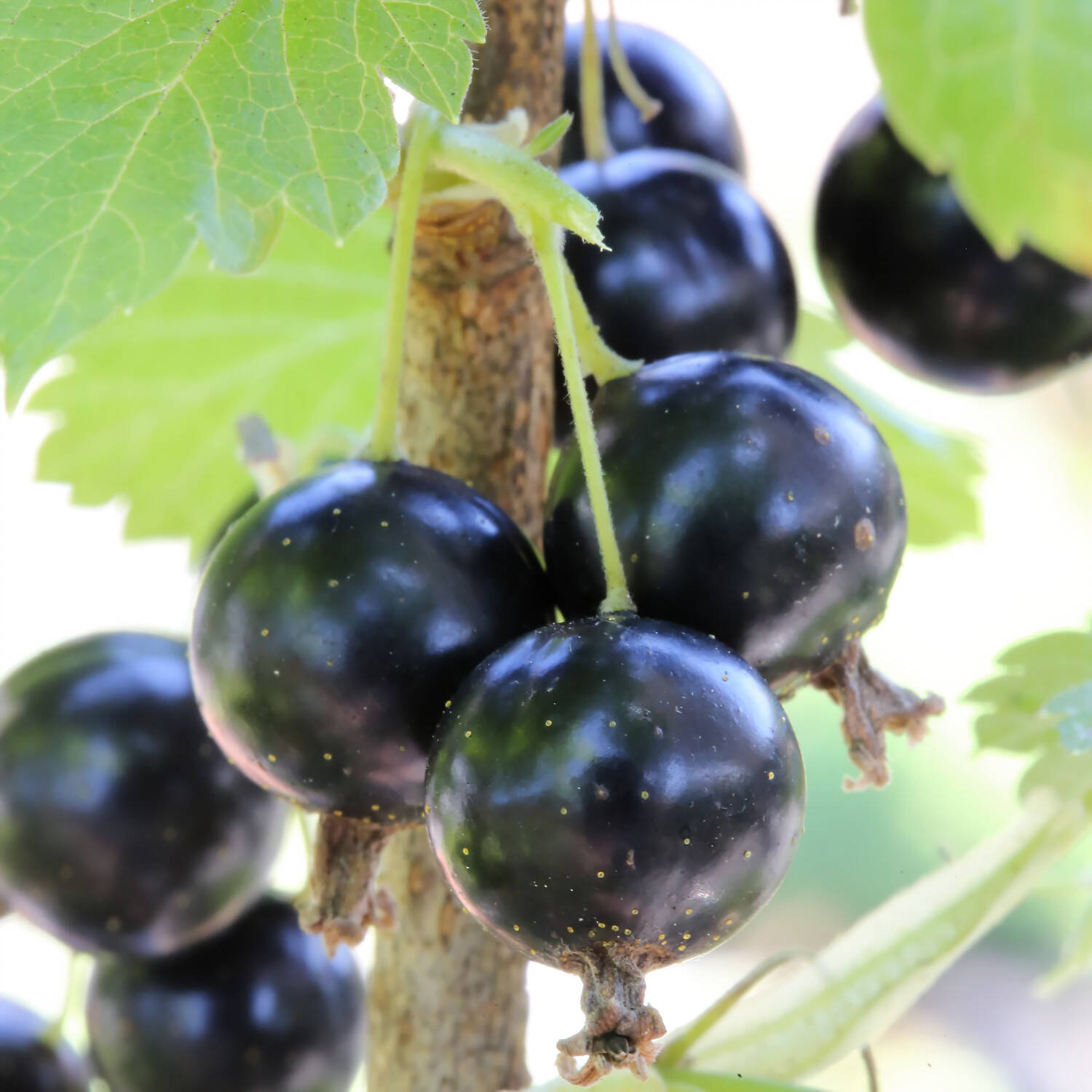 Kategorie <b>Obst </b> - Schwarze Johannisbeere 'Tsema' - Ribes nigrum 'Tesma'