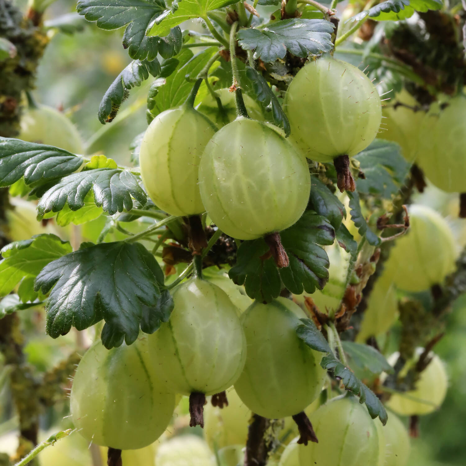 Kategorie <b>Obst </b> - Stachelbeere 'Karlin' - Ribes uva crispa 'Karlin'